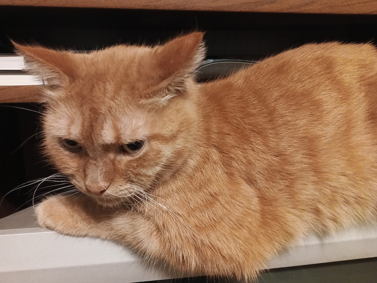 Септим умеет в драму