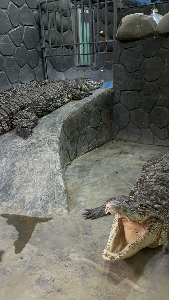 Вольер с крокодилами, тут лучше не вмешиваться!