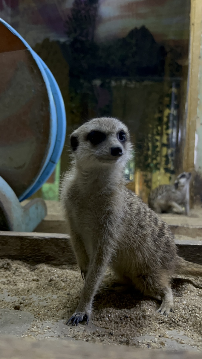 Забавные сурикаты со своими правилами