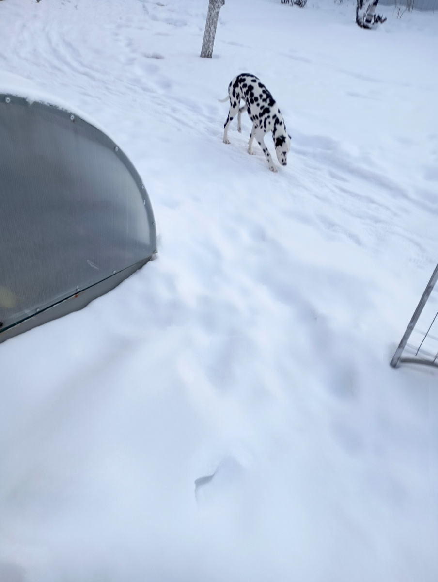 Герда гуляет 