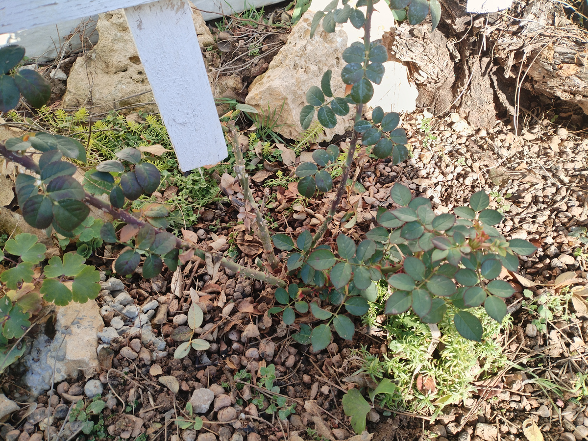 Розоман Жанон собственной персоной. С октября месяца она не просто выпустила новые плети, они у неё выросли! Это я уже обрезала сантиметров 70!