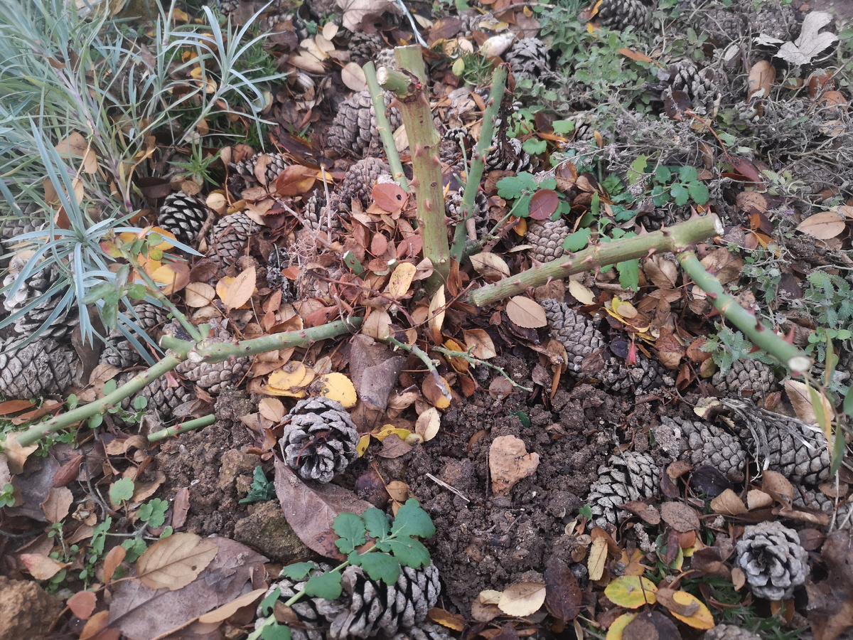 Толстая ветка это центр, оставила 20см, остальные растут в стороны, это хорошо видно 