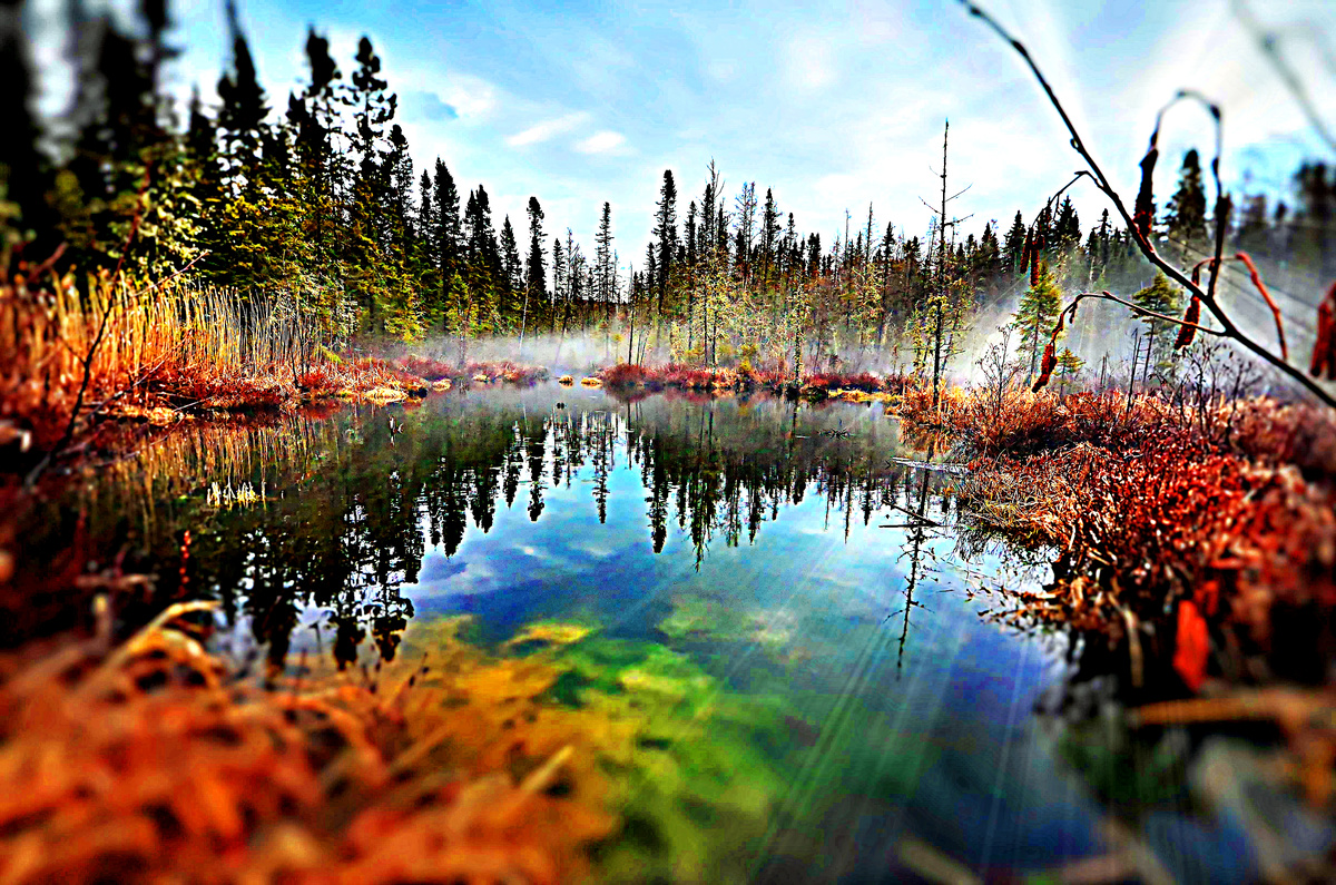 Фото взято из интернета. Болото.