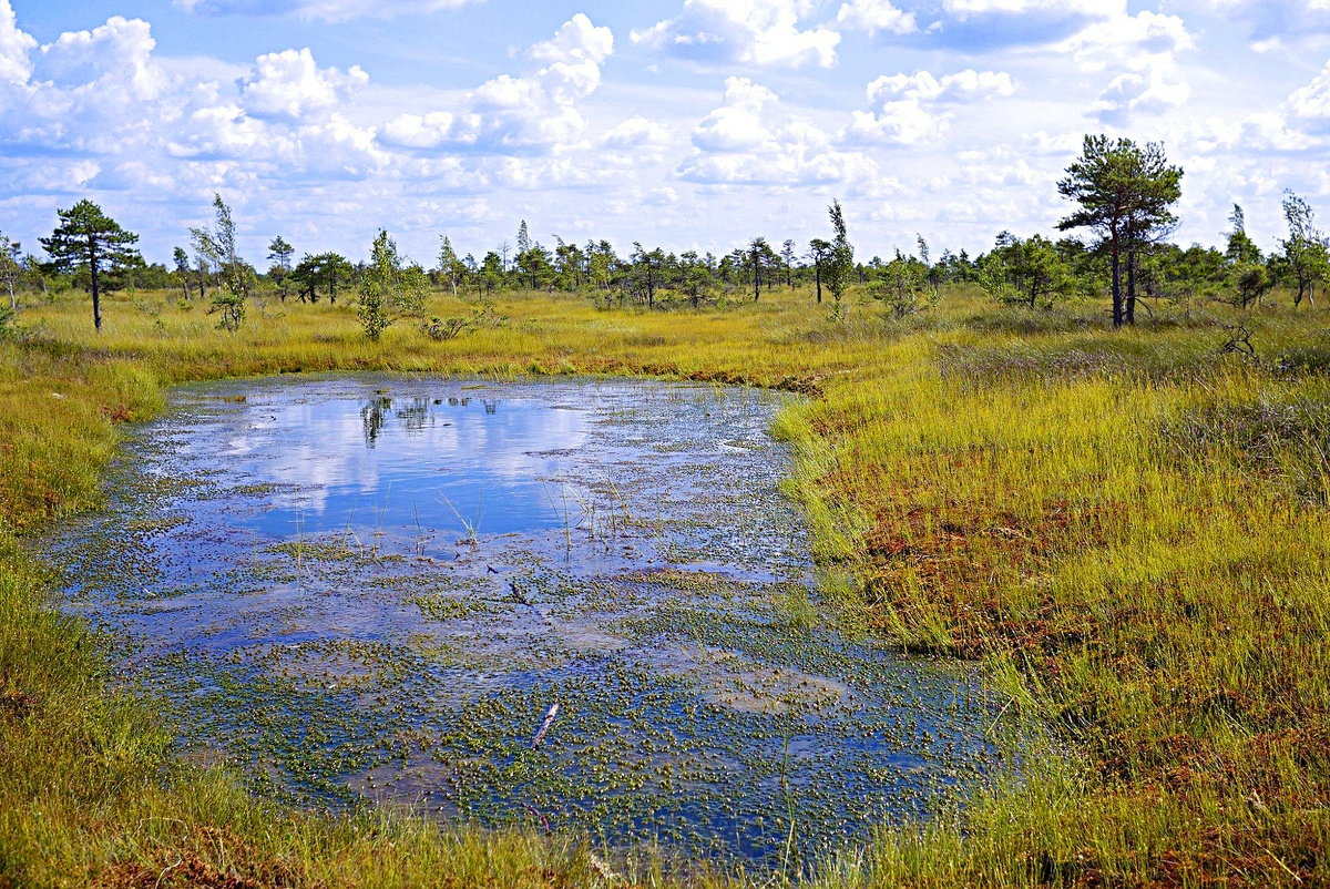 Фото взято из интернета. Еще одно болото.