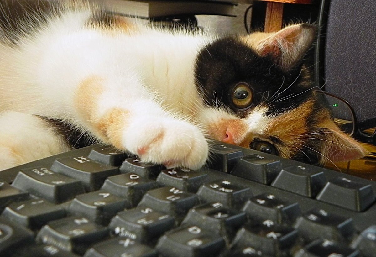 Фото из интернета.