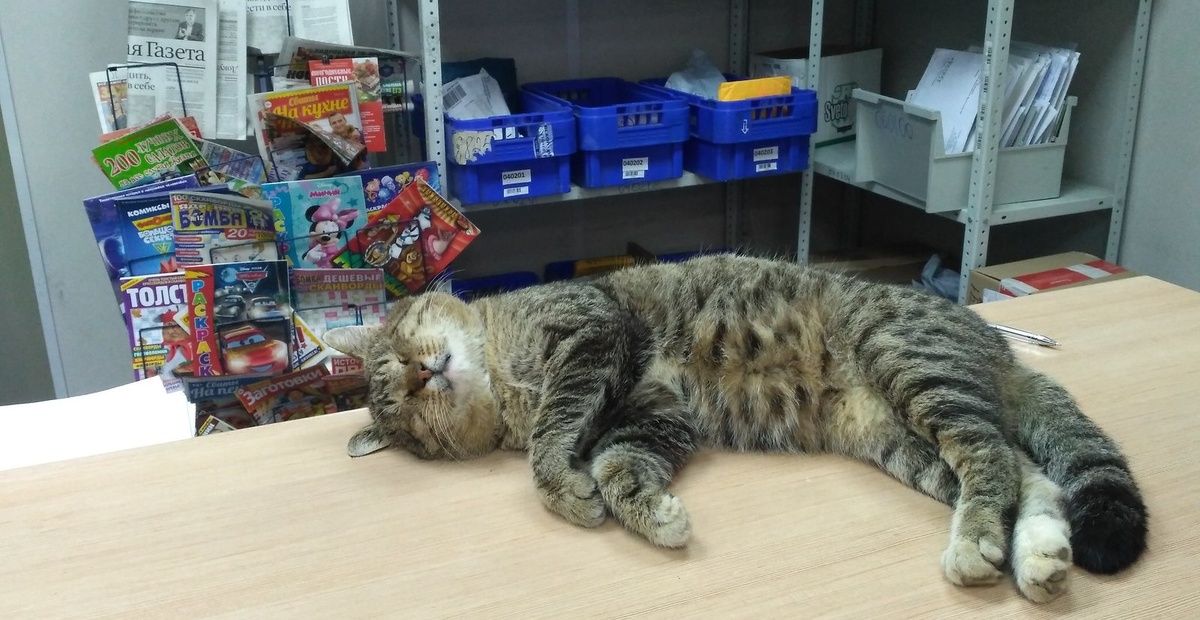 Фото из интернета.