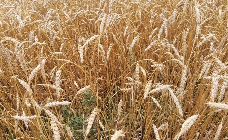    В России стартует реализация зерна интервенционного фонда 2024-2025