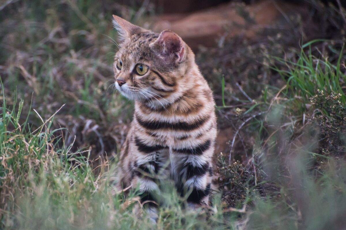 Фото черноногой кошки