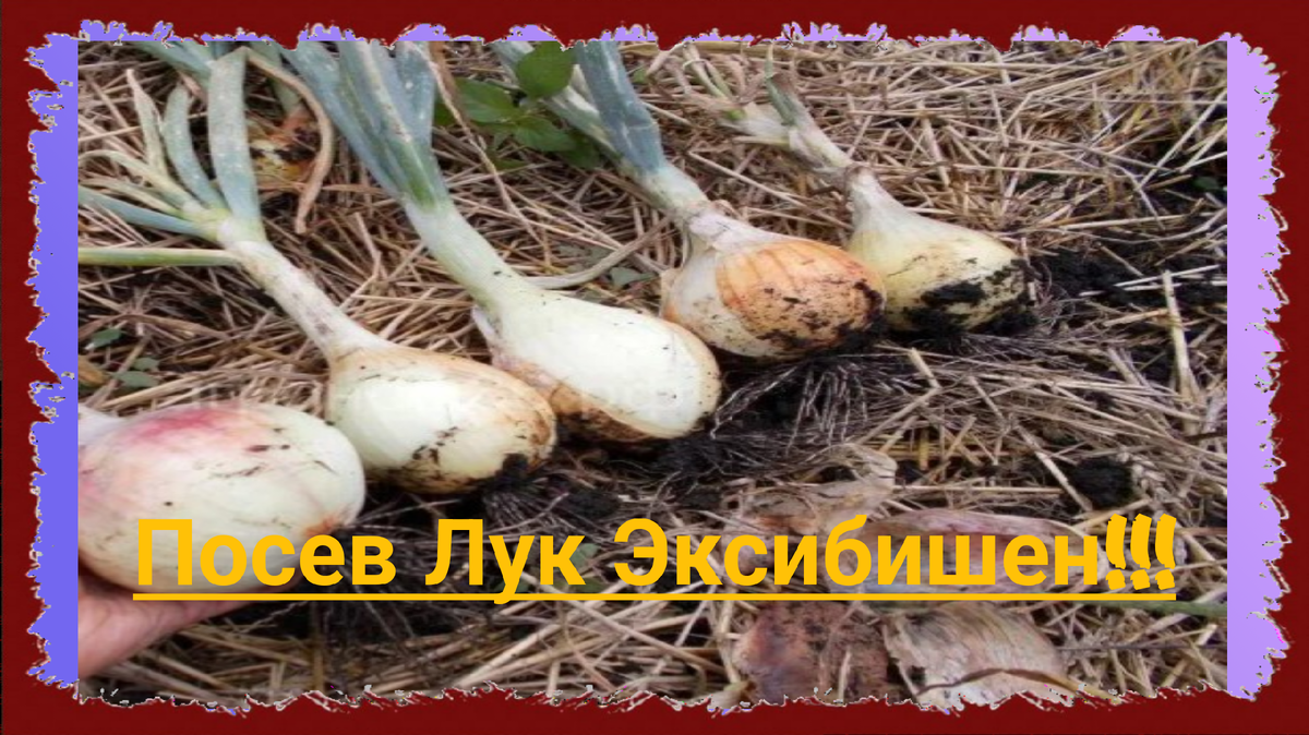Как выдать лук. Как выдать лук