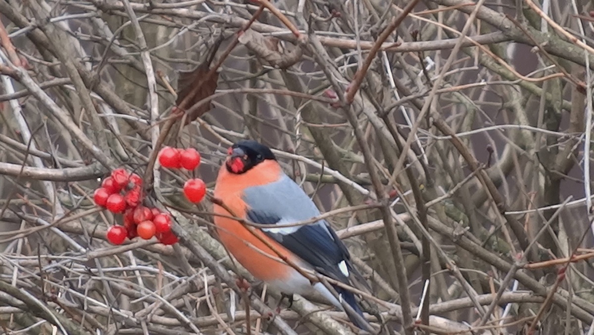 Снегирь ест семена калины.