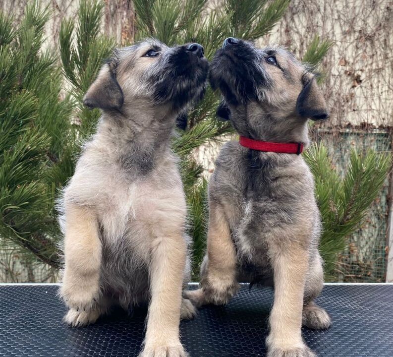 Два брата-акробата