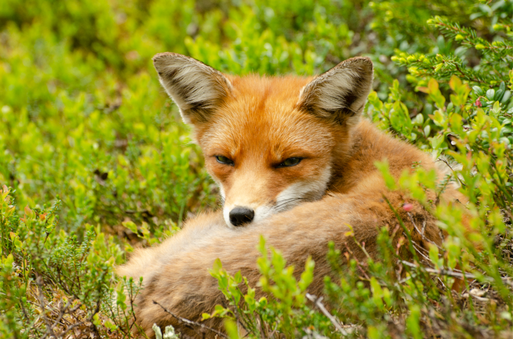 Лис отдыхает. Автор фото — экскурсовод заповедника Руслан Кононенко / laplandzap.ru