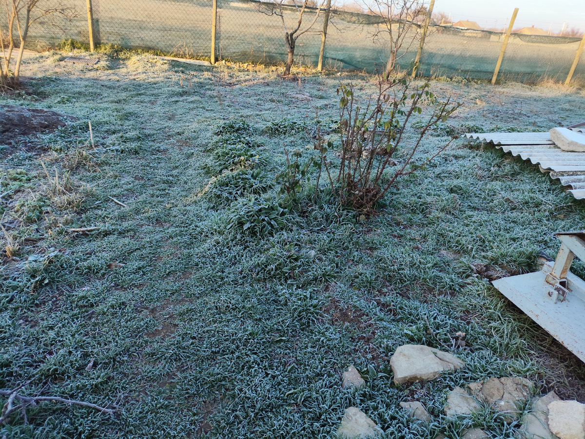 Белая трава