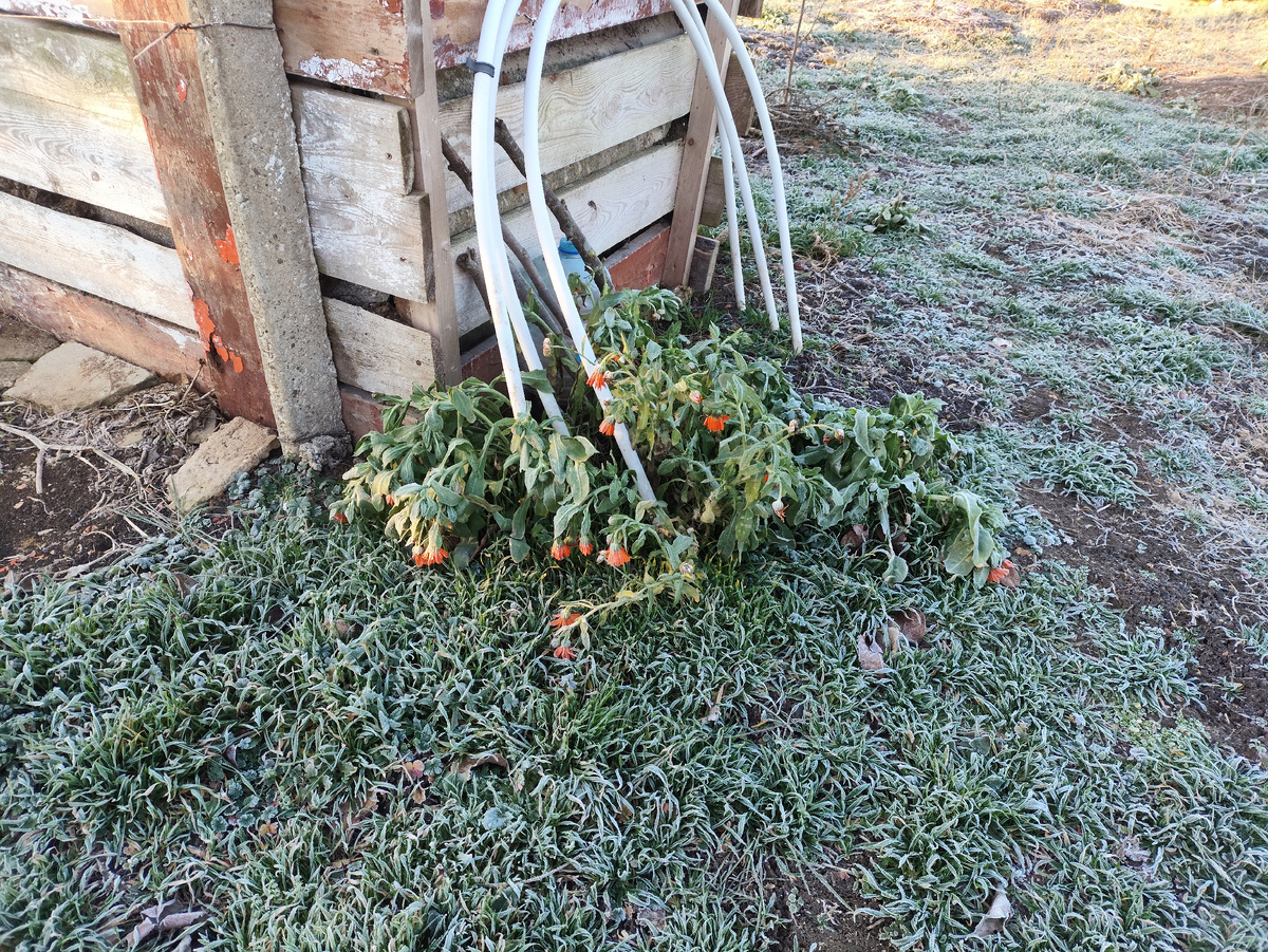 Поникшие ноготки... Они потом оживают ))