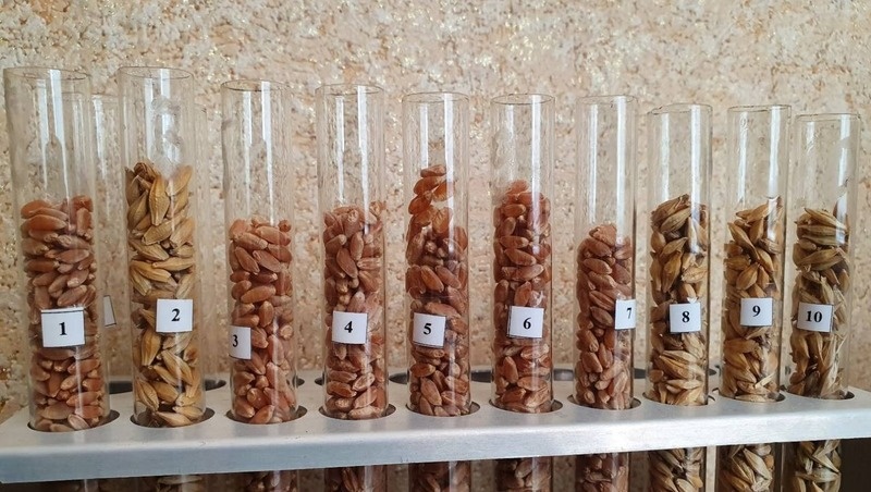      Фото: минсельхоз Ставропольского края