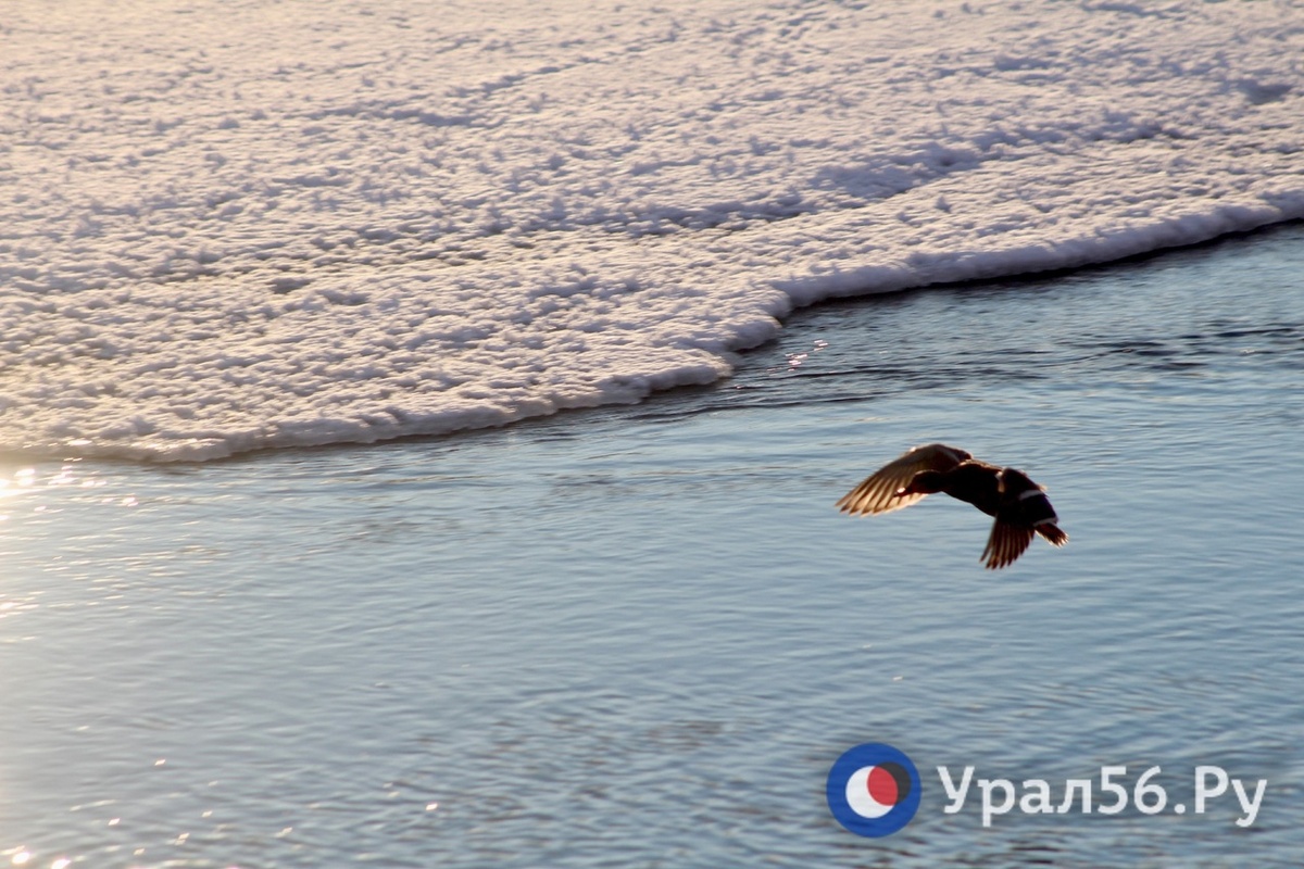    Какая толщина льда сейчас на водоемах в районе Оренбурга? Некоторые реки вообще еще не замерзли