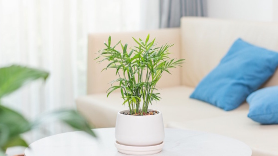    Бамбуковая пальма в квартире: цветовод дала советы, как ухаживать за хамедореей в домашних условиях Ирина Петрова