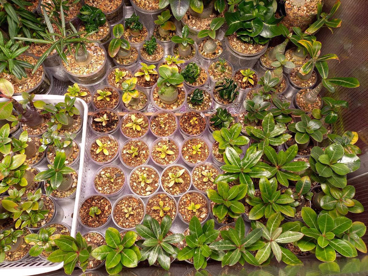 Фото моих сеянцев Адениумов.