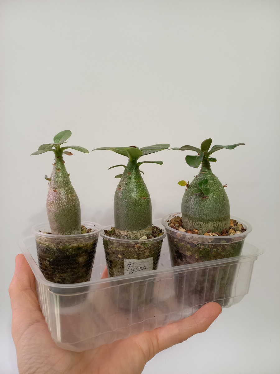Adenium Arabicum Tyson из семян