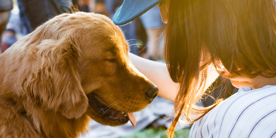 Какие собаки – самые дружелюбные: десять пород, с которыми спокойно прохожим, гостям и курьерам