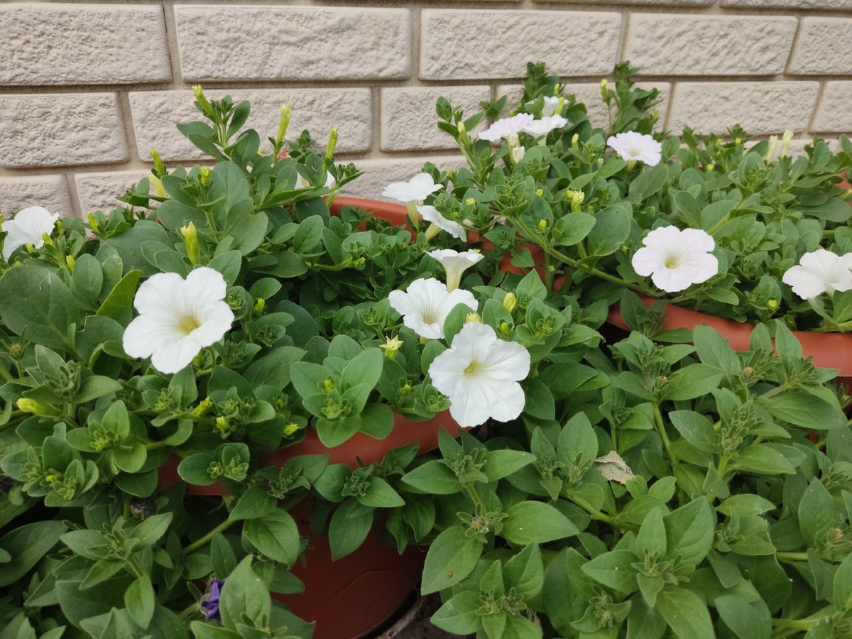 Петуния Opera White перед последней стрижкой в начале июня. Можно было бы и отпустить, но видите - как кривенько?