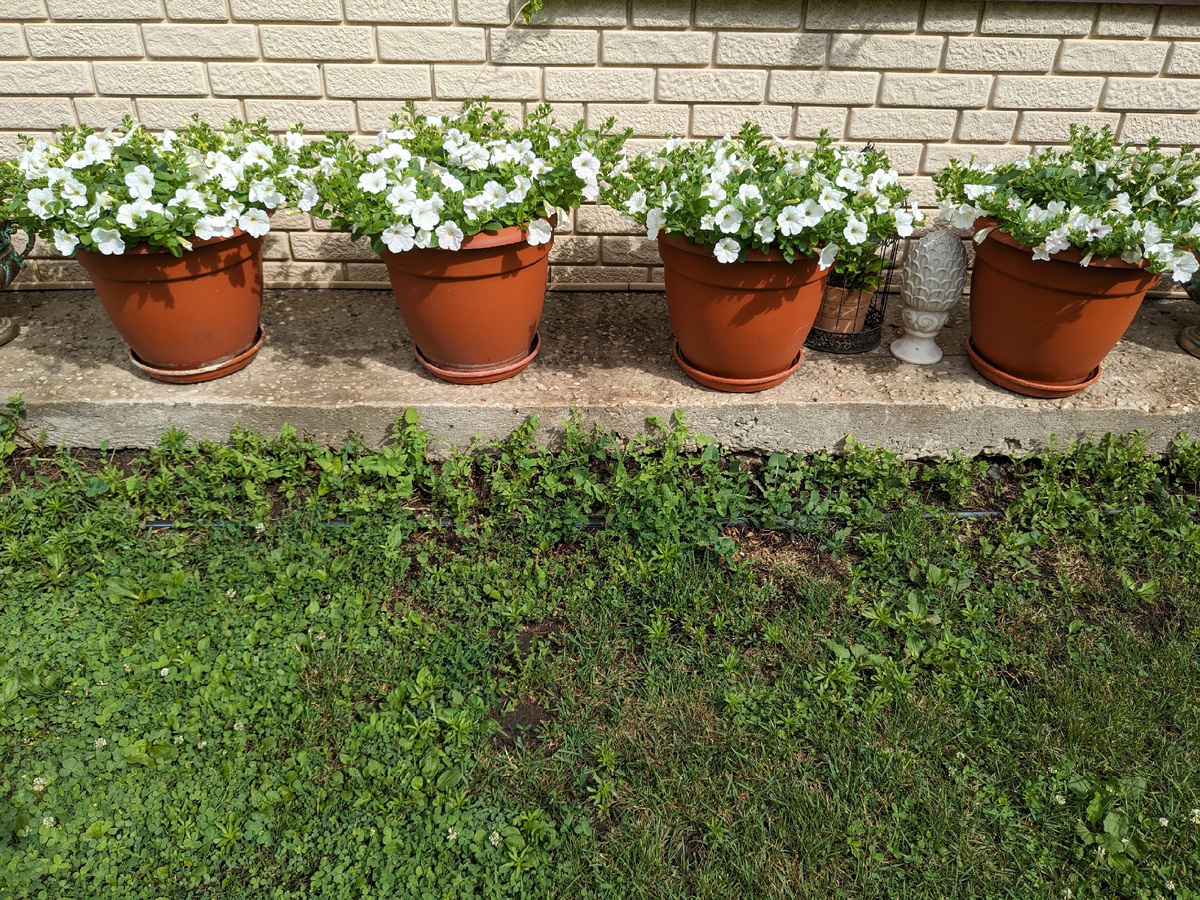 Середина июня - через две недели после стрижки