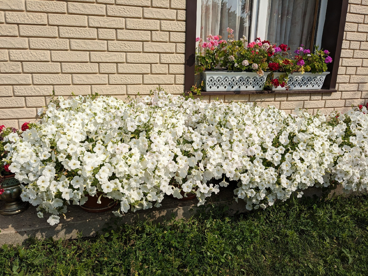 Июль - горшков уже не видно