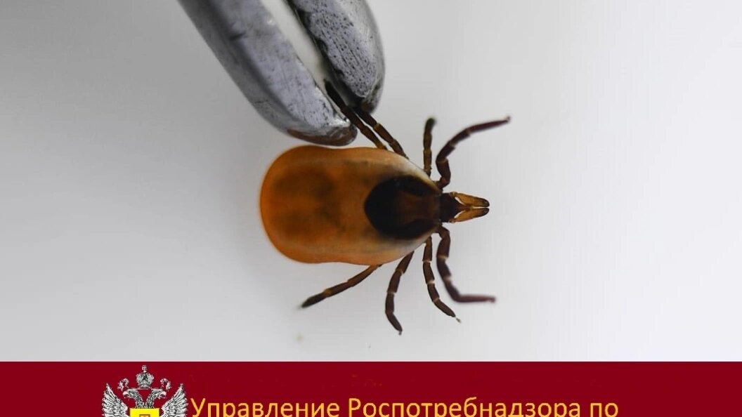    Клеш-шатун проснулся и укусил пятилетнего мальчика в Томской области. Фото: Роспотребнадзор Томской области