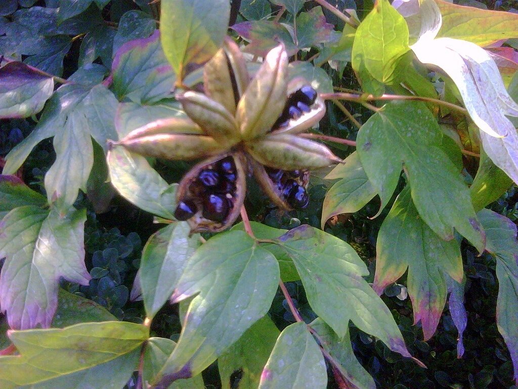 вот так выглядит семенная коробочка у древовидного пиона