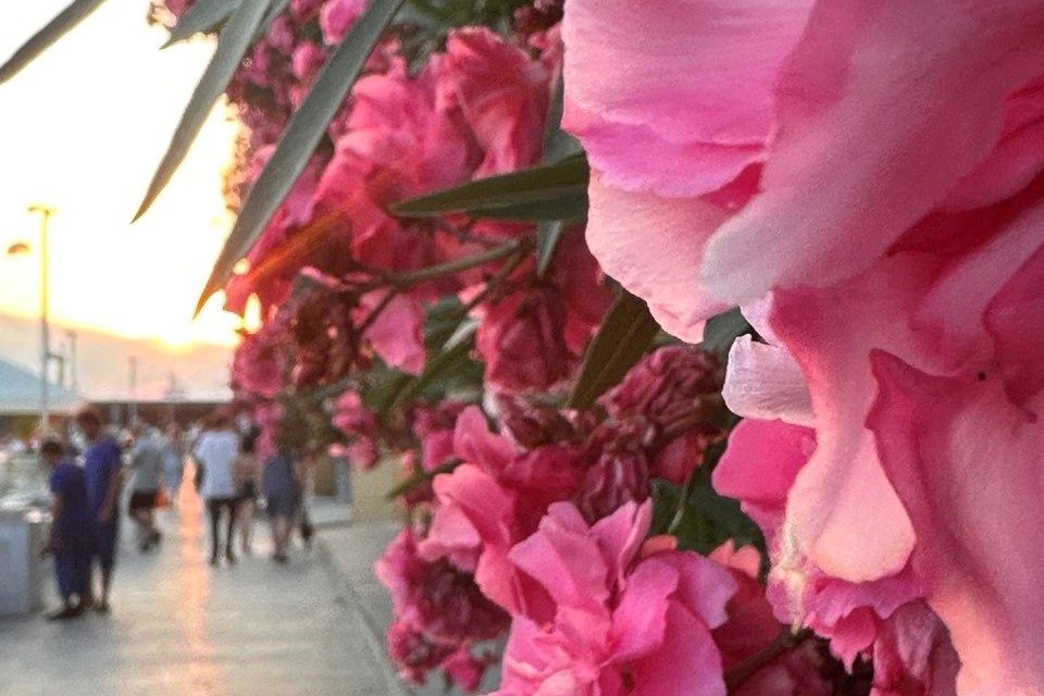 Цветение олеандров на набережной Сочи