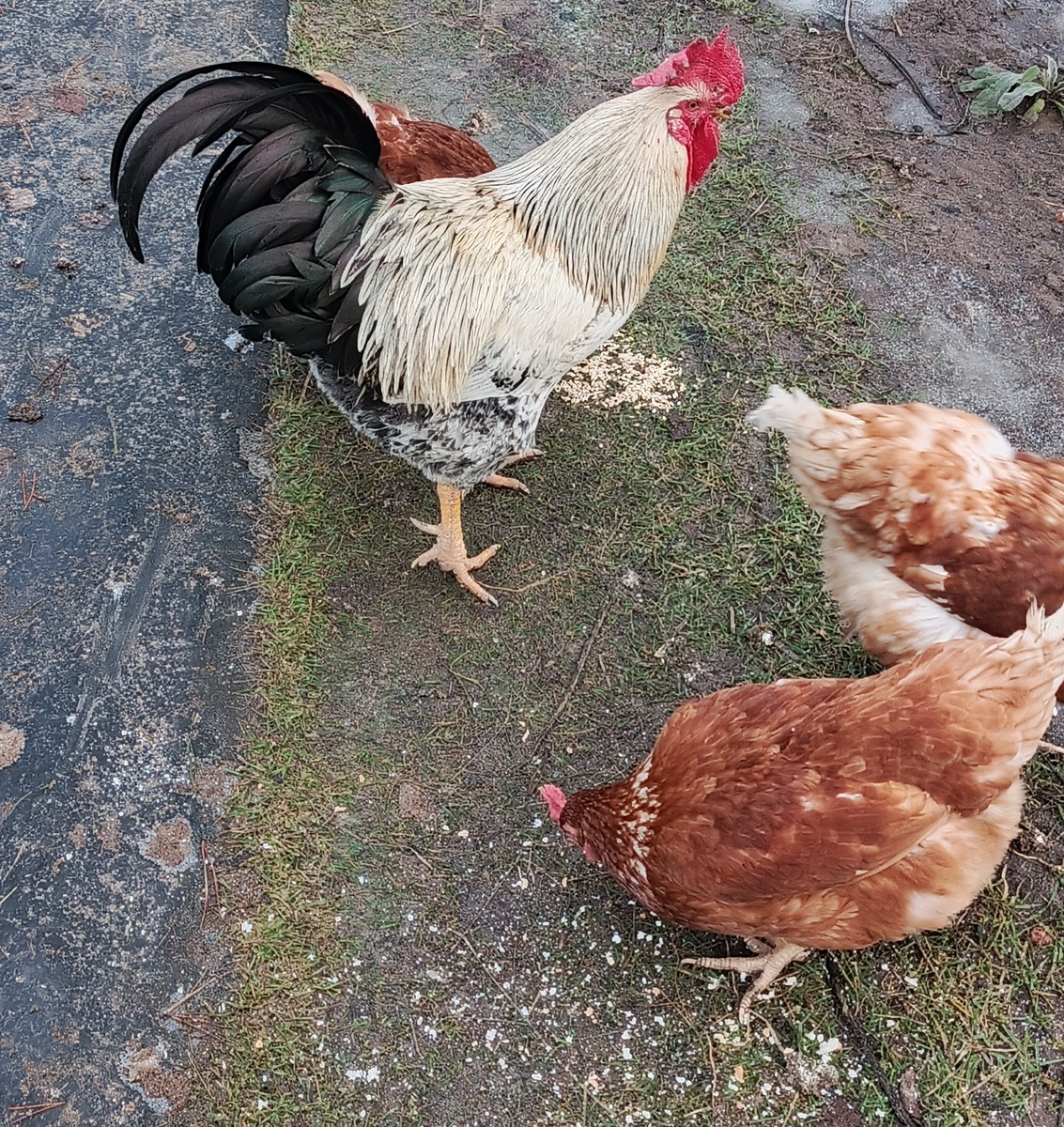 Мои курочки