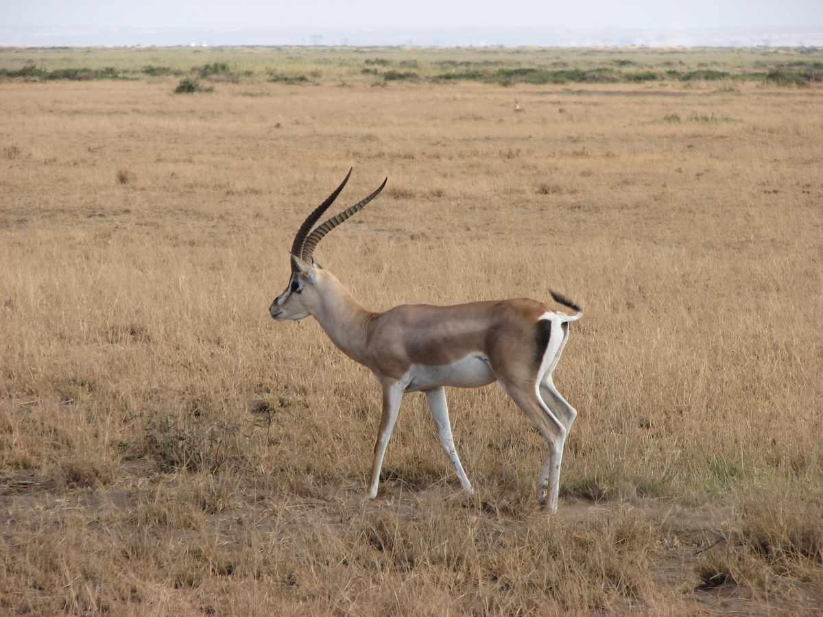 Газель Гранта. А газель Томсона и еще несколько "козочек" (в смысле, антилоп) далее в галерее –>