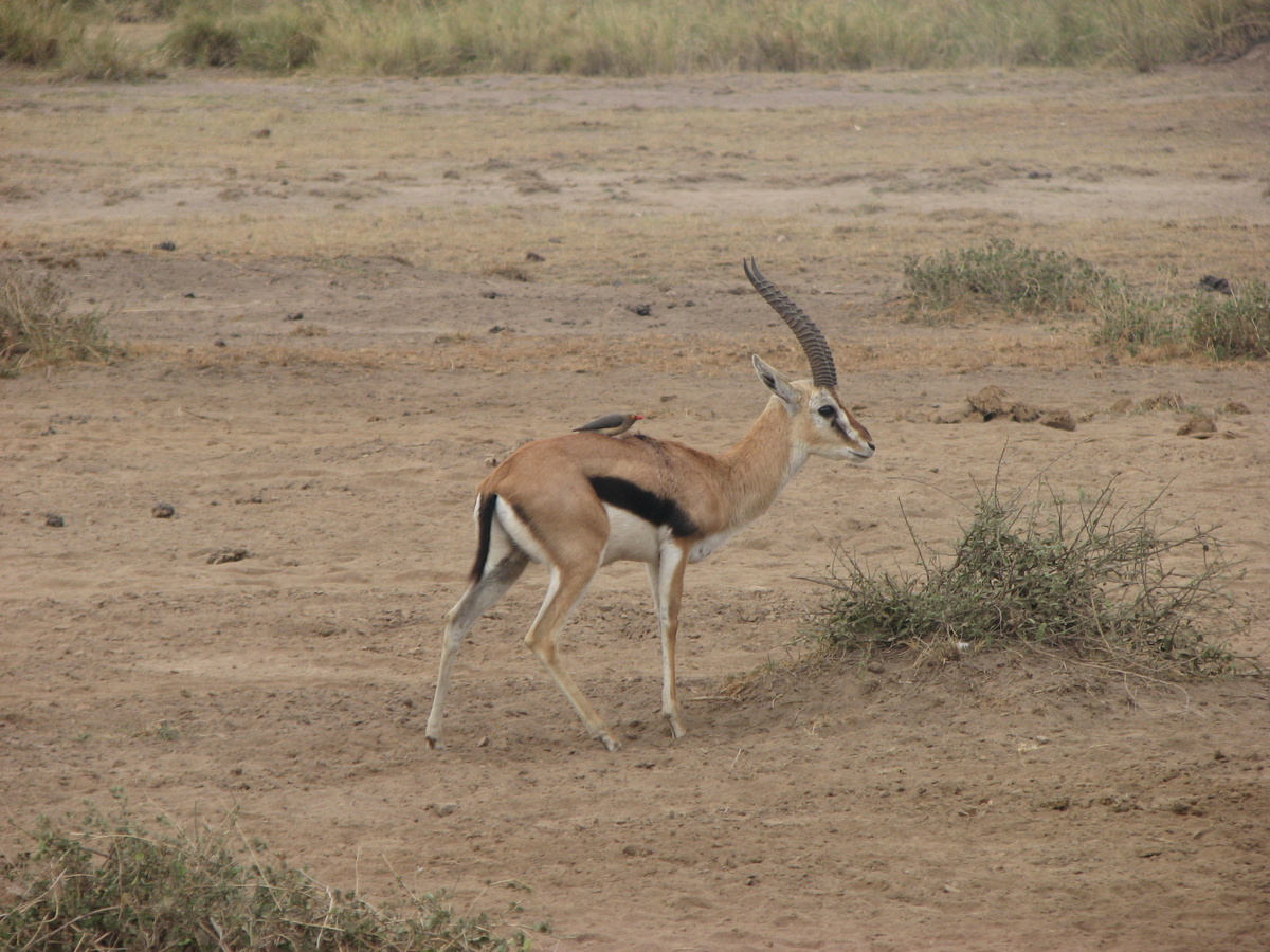 Газель Томсона можно отличить по черной полосе сбоку. А катается на ней буйволовый скворец. Он выедает насекомых, паразитирующих на копытных. Казалось бы, молодец. Но он также расклевывает им раны, чтобы насекомые активнее налетали, и даже, говорят, пьет кровь
