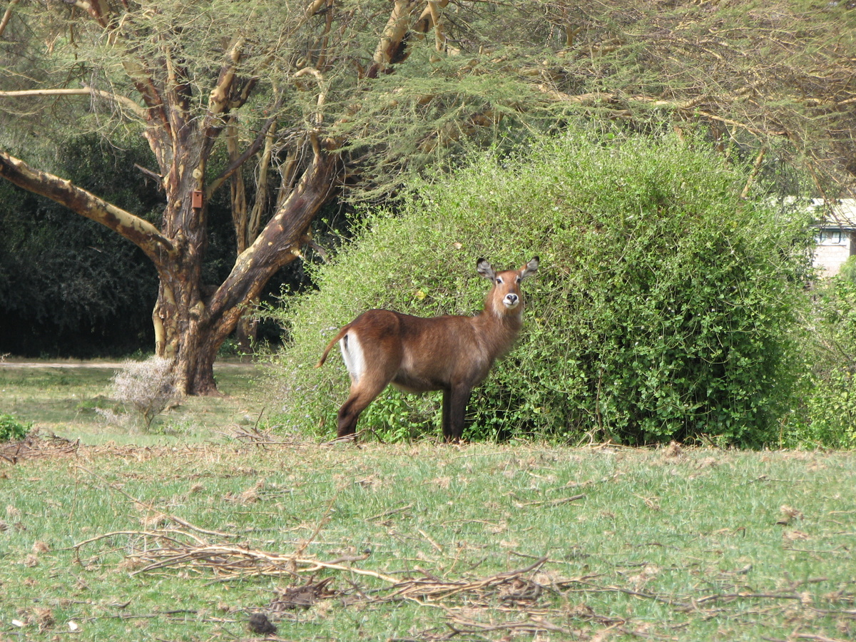 Водяной козел. По-моему, он милашка