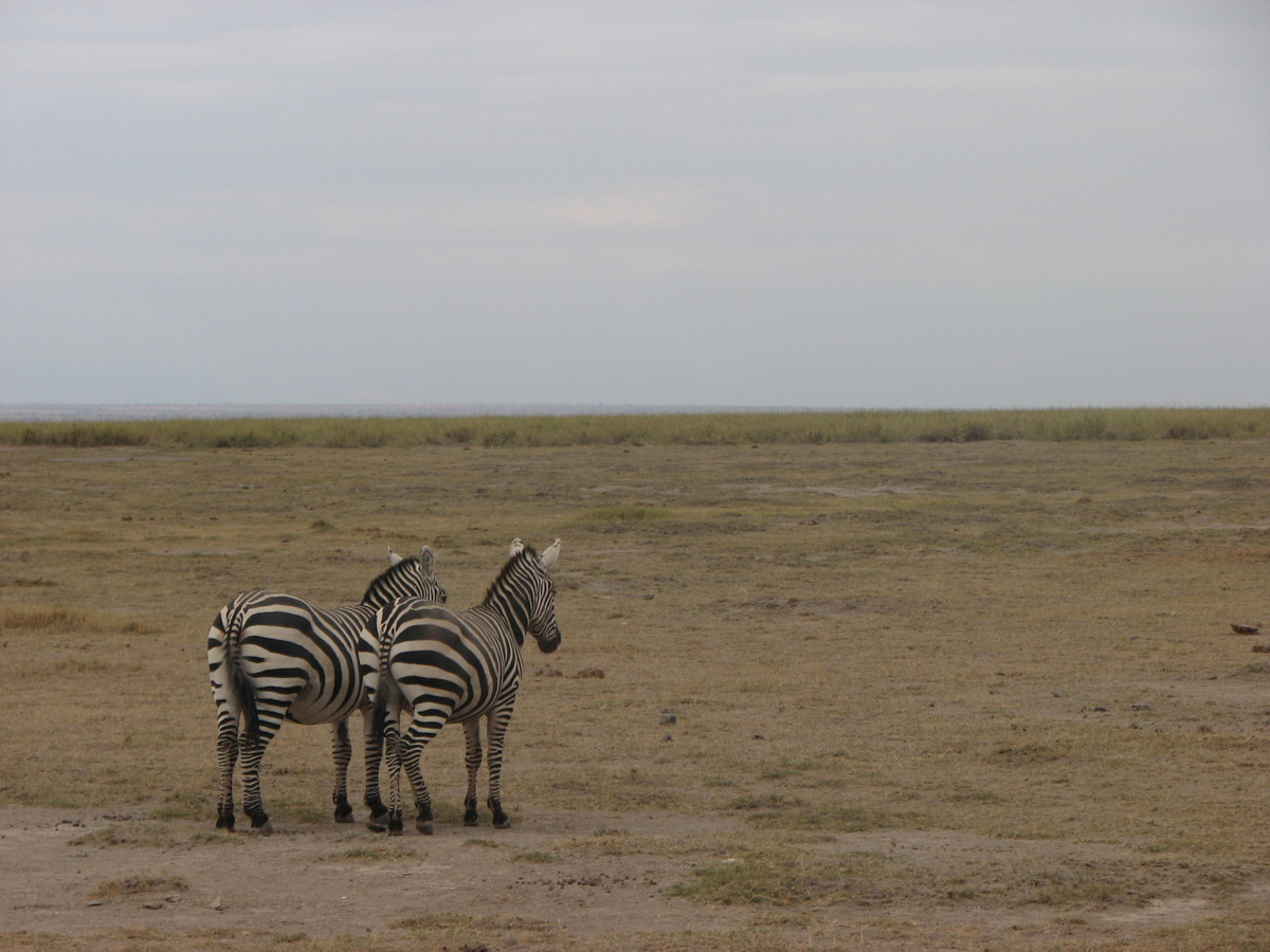 Зебры в саванне