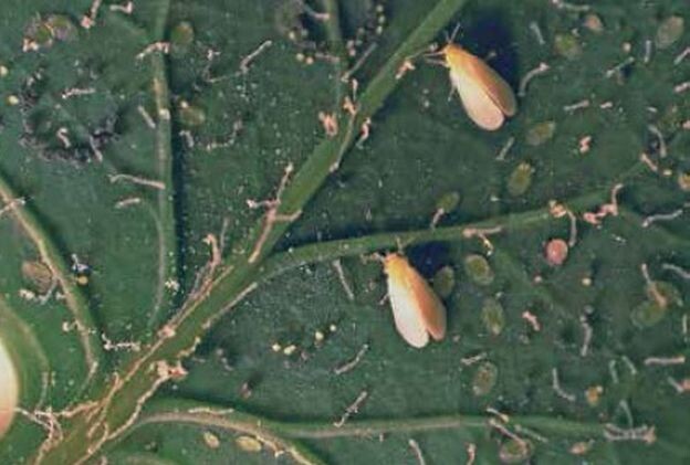 белокрылка ( макросъемка)