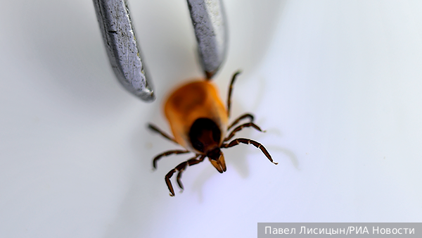     Фото: Павел Лисицын/РИА Новости   
 Текст: Дмитрий Зубарев