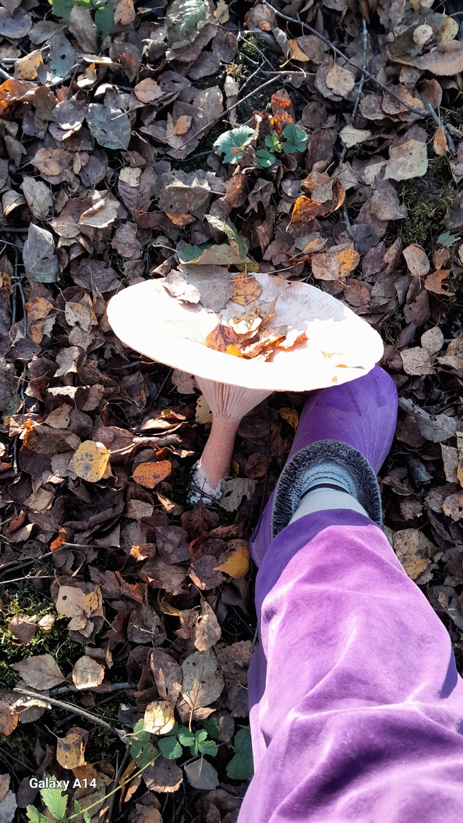 А оказывается, не плохие грибы.