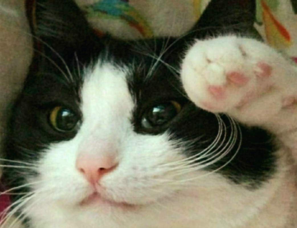 Здравия желаю, товарищи подписчики! 