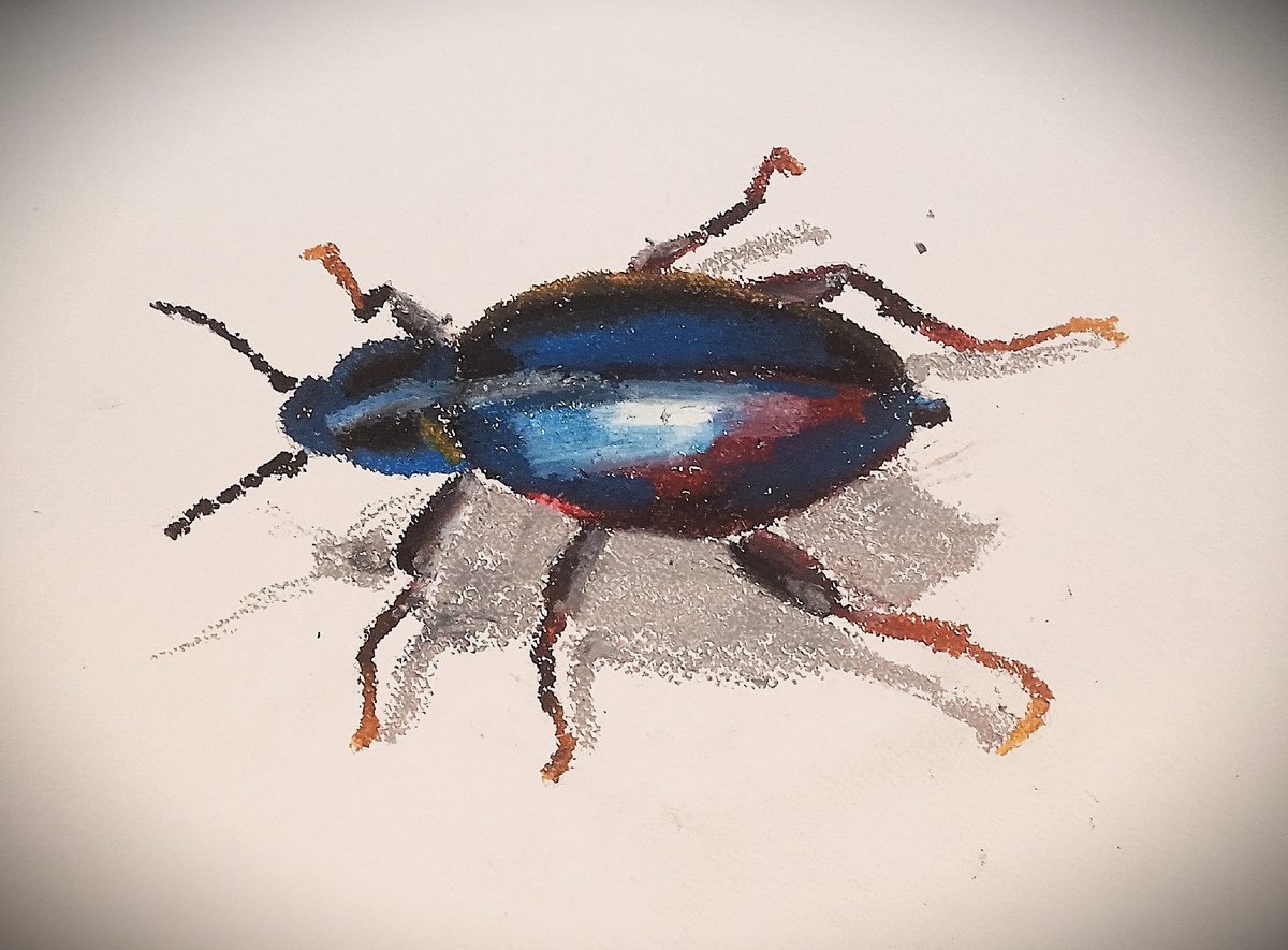 Чернотёлка бродячая. Рисунок автора Ушаковой М. г. Воронеж.