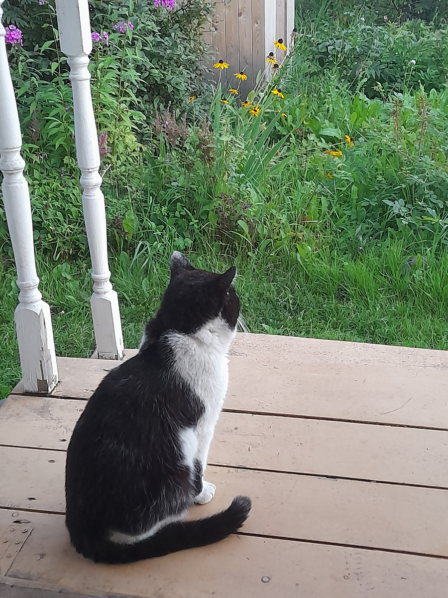 Фото автора. Митёк на даче