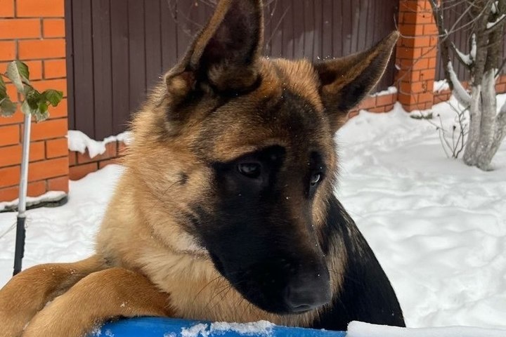 В Тюменской области предлагают в аренду котов и собак