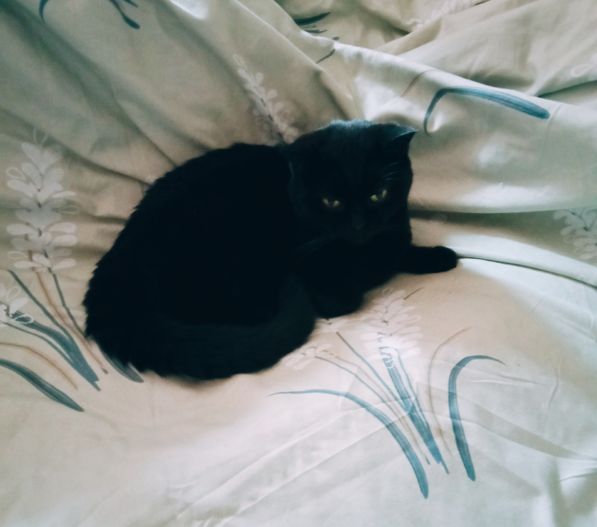 Гречанка наша сладкая в августе и мы ещё не знаем о диагнозе ХПН, поликистоз.