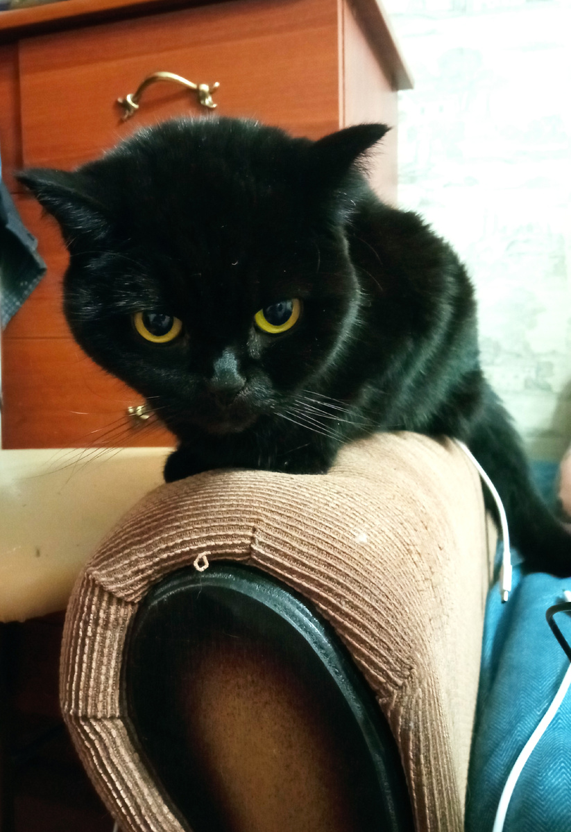 Наш агрессор недовольный)) Быкует немного Гренечка)) 