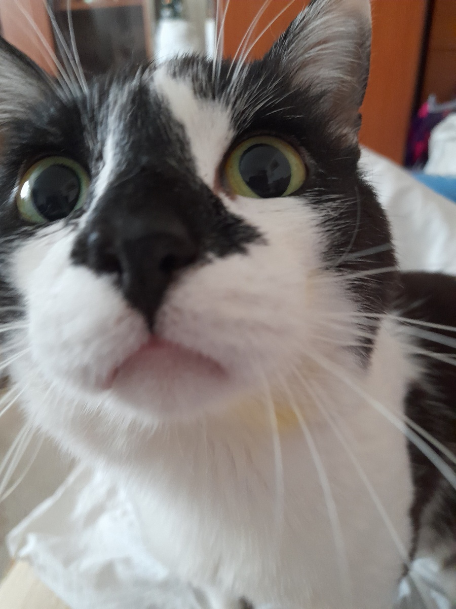 Фото автора.  Митя в переживаниях: "И мне что ли худеть?"