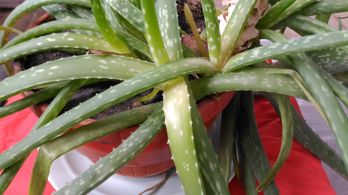 Растение алоэ вера 