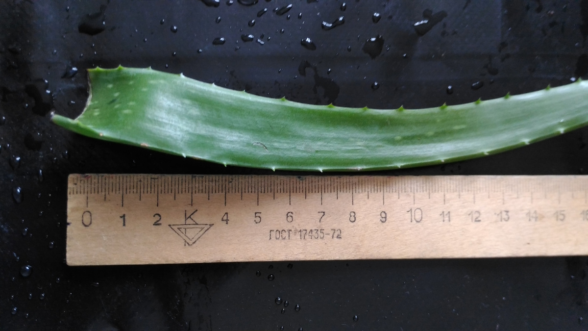 Лист алоэ вера 