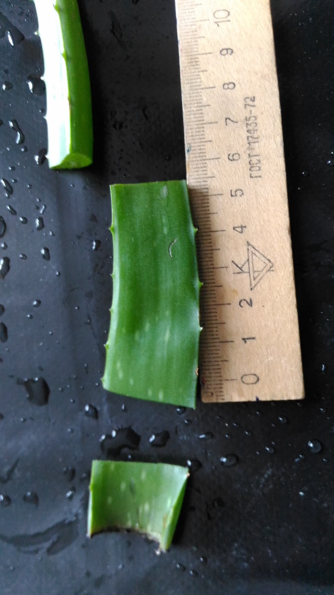 Вот такого уачастка листа будет достаточно для стимуляции корнеобразования 