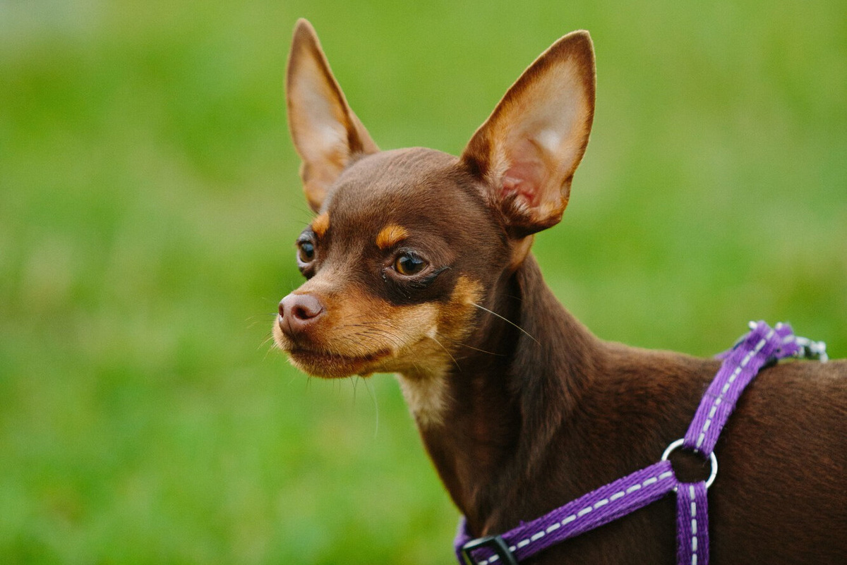     Той-терьер, которого искала вся Москва, найден: он здоров и чувствует себя отлично