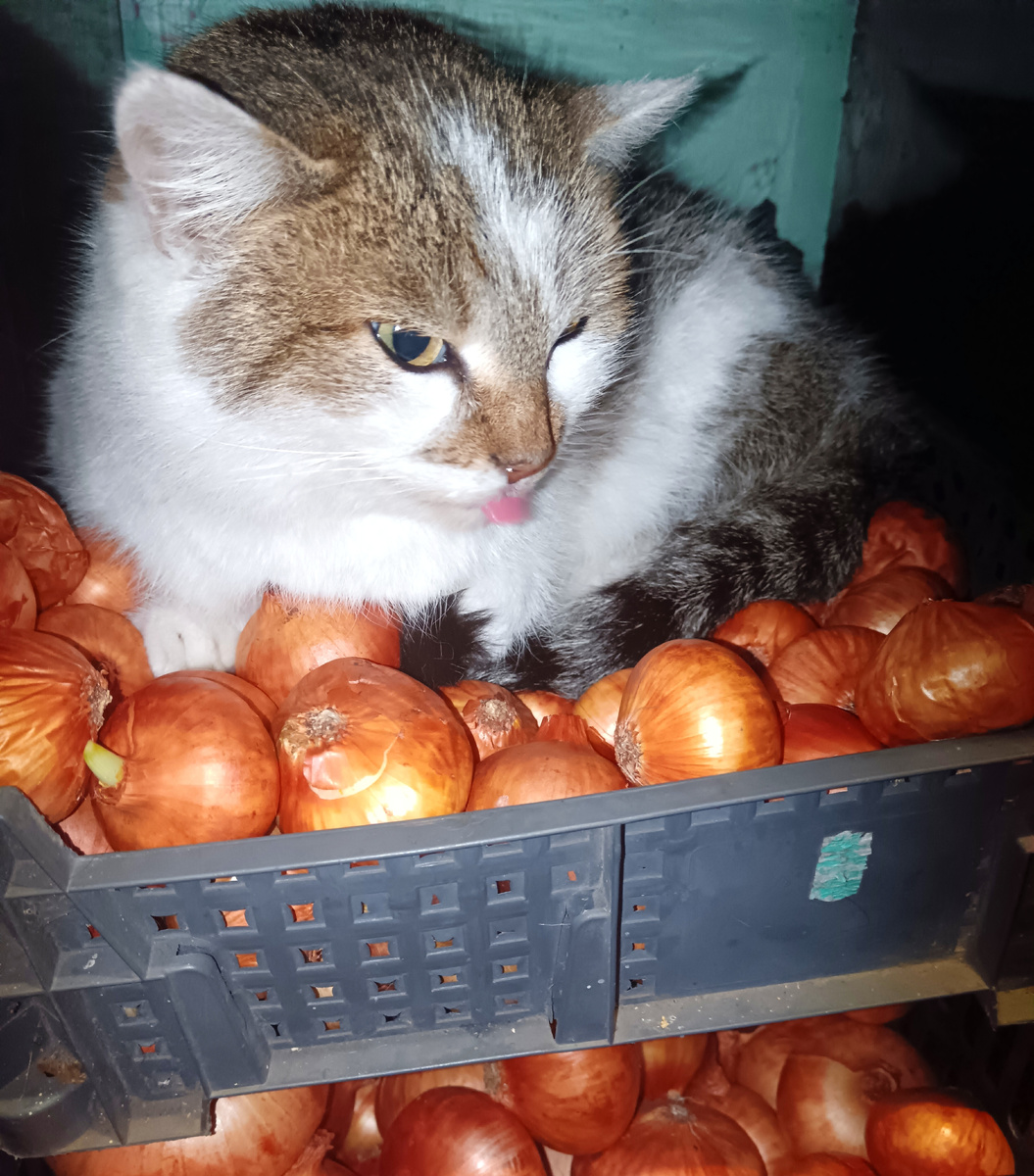 ещё и дразнится, язык показывает